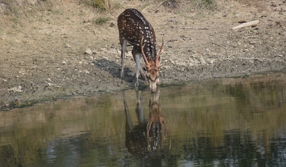 Sundarban Animal