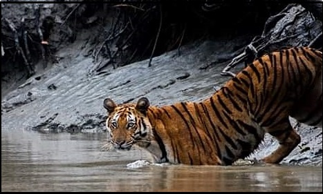 In Sunderbans, crocodile devours tiger
