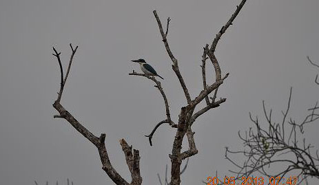 Birds is a another attraction of sundarban