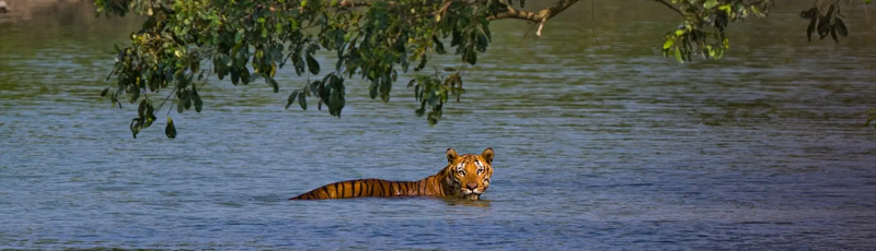 Best Sundarban Tour Package