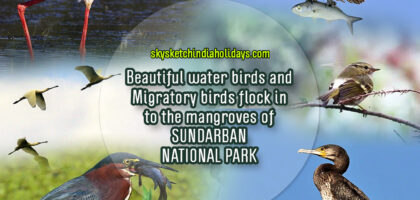 sundarban bird1080 (1)